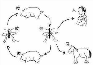 流行性乙型腦炎