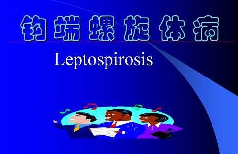 鉤端螺旋體病