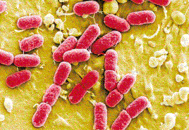 德國腸出血性大腸桿菌O104感染